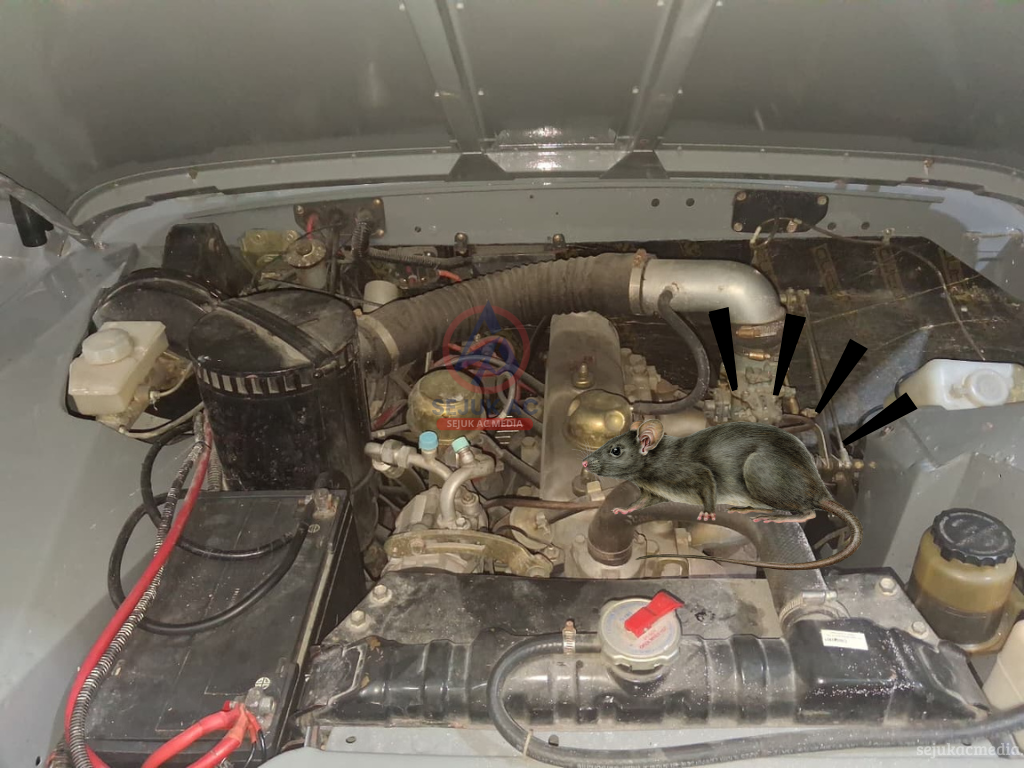 Tikus Masuk Ruang Mesin Mobil